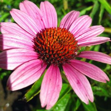 Echinacea purpurea Little Magnus - Echinacée