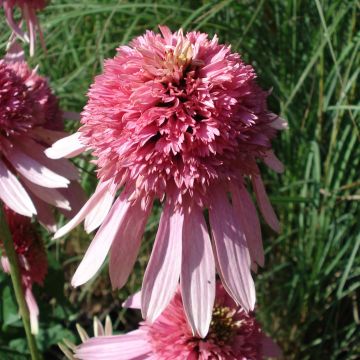 Rudbeckia ou Echinacea purpurea Pink Double Delight