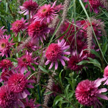 Echinacea Southern Belle - Rudbeckia pourpre