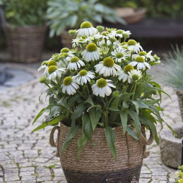 Echinacea Sun Magic Vintage White - Echinacée