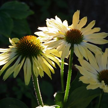 Rudbeckia ou Echinacea purpurea Sunrise