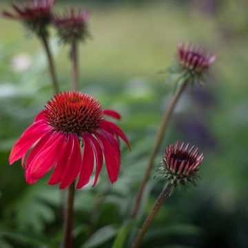 Échinacée Sombrero Baja Burgundy - Echinacée