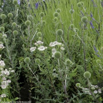 Chardon boule - Echinops sphaerocephalus Arctic Glow