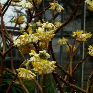 Edgeworthia chrysantha Grandiflora - Buisson à papier