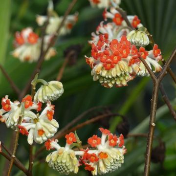 Edgeworthia chrysantha Red Dragon Akebono - Arbre à papier 