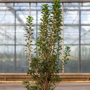 Enkianthus campanulatus Pagode - Andromède campanulée