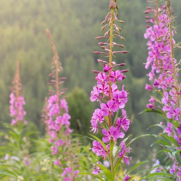 Epilobe en épi - Epilobium angustifolium