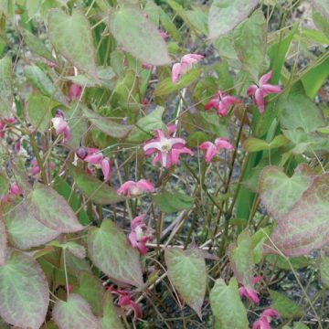 Epimedium rubrum - Fleur des elfes rouge