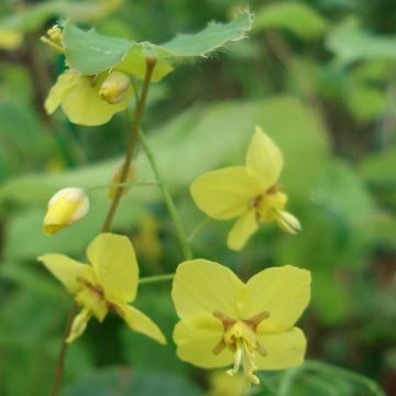Epimedium perralchicum Frohnleiten - Fleur des Elfes jaune vif