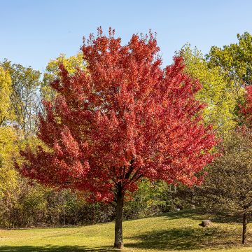 Érable rouge - Acer rubrum