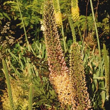 Eremurus Brun, Lis des steppes