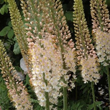 Eremurus robustus - Lis des steppes