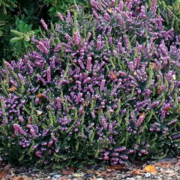 Erica x darleyensis Winter Belles Phoebe, bruyère d'hiver