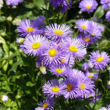 Erigeron Strahlenmeer - Vergerette