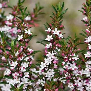 Eriostemon myoporoides - Philothèque, Ériostème