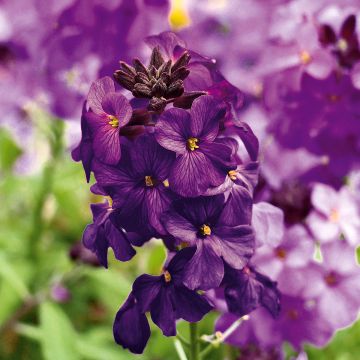 Giroflée vivace - Erysimum Poem Lilac