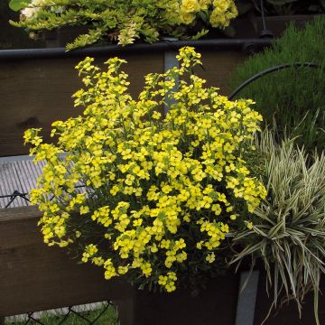 Erysimum Zwerg Jaune - Fausse giroflée naine