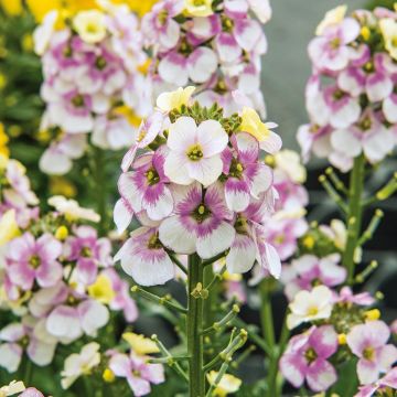 Giroflée vivace - Erysimum Winter Charm