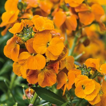 Erysimum Winter Spice - Fausse-giroflée