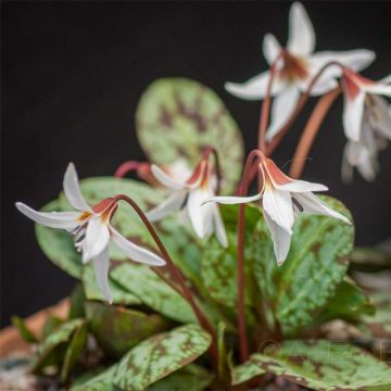 Erythronium dens canis Snowflake