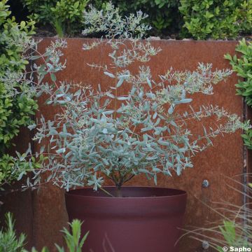 Eucalyptus gunnii France Bleu Rengun - Gommier cidre