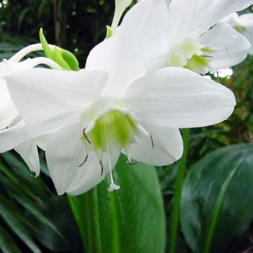 Eucharis amazonica - Lis d'Amazonie