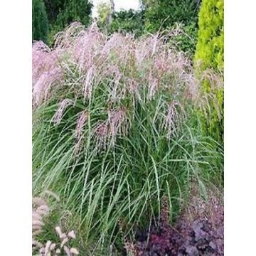 Miscanthus sinensis Flamingo - Eulalie - Roseau de Chine