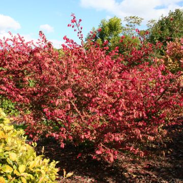 Euonymus alatus - Fusain ailé