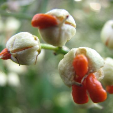 Euonymus fortunei Dart's Blanket - Fusain rampant