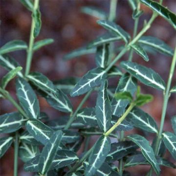 Euonymus fortunei Wolong Ghost - Fusain rampant