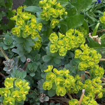Euphorbia myrsinites - Euphorbe de Corse