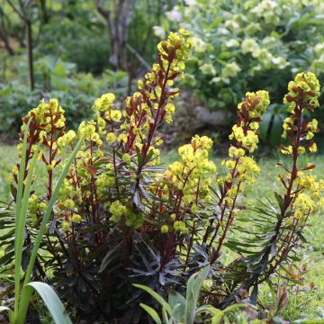Euphorbia amygdaloides purpurea - Euphorbe des bois pourpre