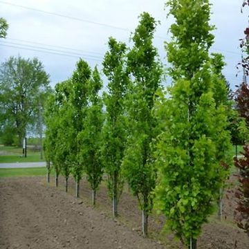 Fagus sylvatica Dawyck - Hêtre fastigié