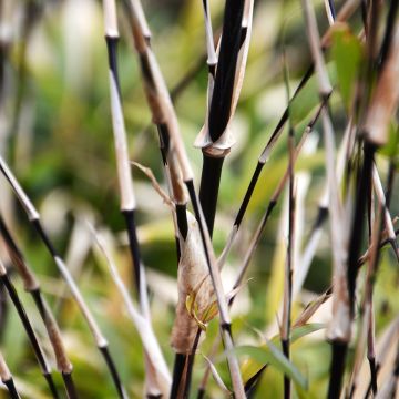 Fargesia nitida Trifina Black - Bambou non traçant