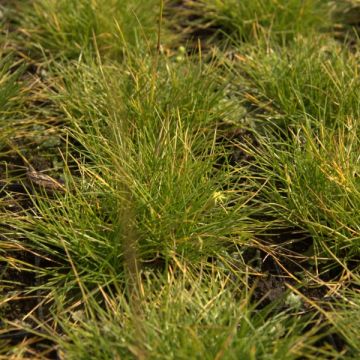 Fetuque, Festuca glauca Golden Toupee