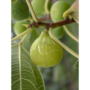 Figuier - Ficus carica Sucre Vert