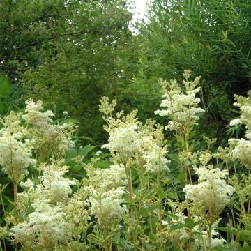 Filipendula ulmaria Variegata - Reine des prés