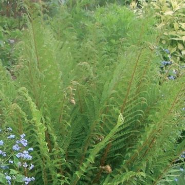 Dryopteris affinis - Fougère