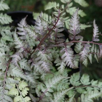 Athyrium niponicum Pictum, Fougère