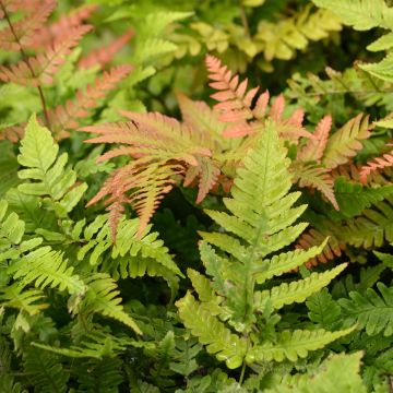 Dryopteris erythrosora - Fougère rose cuivré