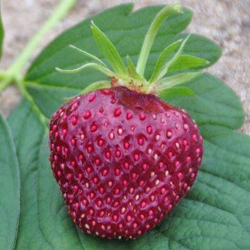 Fraisier Cherry Berry