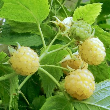 Framboisier 'Zeva' (RUBUS) - Framboisier - Framboise - pépinières Lepage  Bretagne Bord de mer