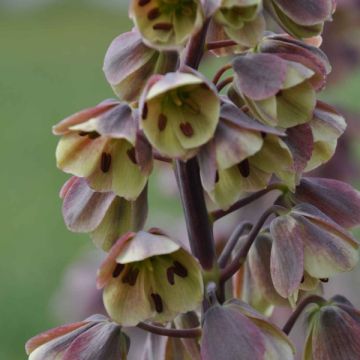 Fritillaire persica Bicolor