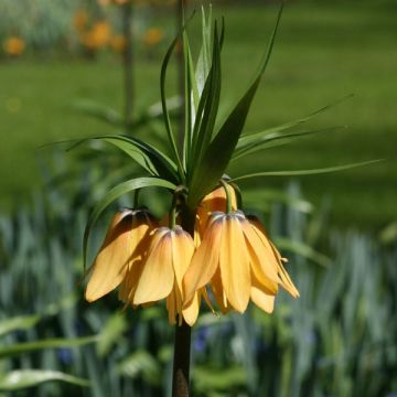 1x Bulbe Fleurs Fritilaire Impériale Bulbes Fleurs de Printemps