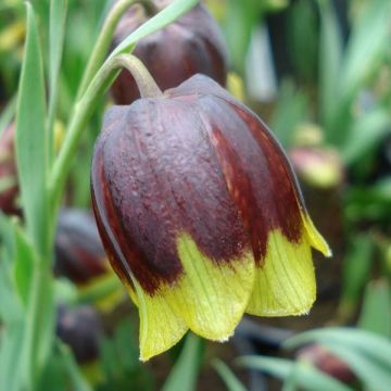 Fritillaire michailovskyi