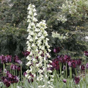 Fritillaire Persica Ivory Bells