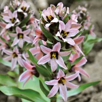 Fritillaria stenathera - Fritillaire à éperon