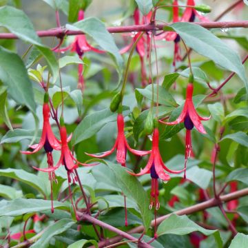 Fuchsia regia Reitzii - Fuchsia royal