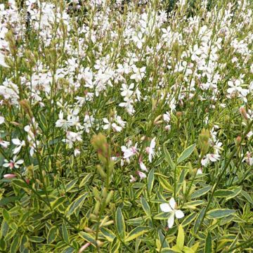 Gaura lindheimeri Corrie's Gold - Gaura de Lindheimer rose pâle