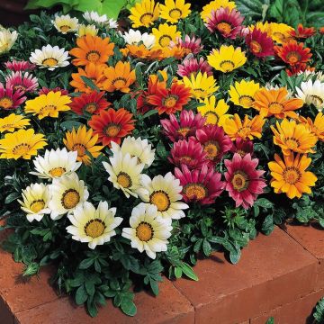 Gazania Wonderwall mix 